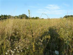 Pohľad na psiarkovú lúku v Horných Túrovciach
